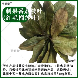 刺果番荔枝干叶子茶红毛榴莲干叶子茶Graviola叶soursop茶叶包邮