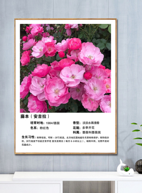 玫瑰花挂画种类产地介绍装饰画展厅鲜花店花卉品种科普宣传背景墙