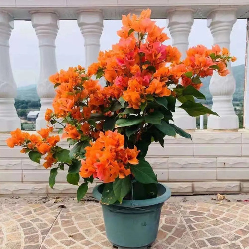 绿叶橙四季开花三角梅重瓣勤花小苗盆栽爬藤绿植庭院阳台