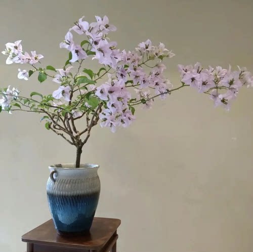 苹果花三角梅重瓣四季开花爬藤