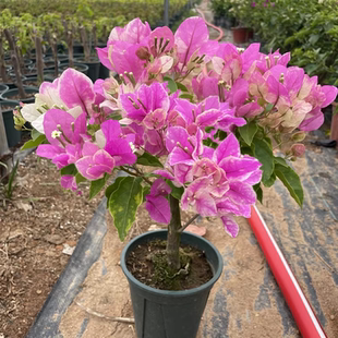 开花三角梅重瓣勤花小苗盆栽爬藤绿植庭院阳台 漳红樱四季