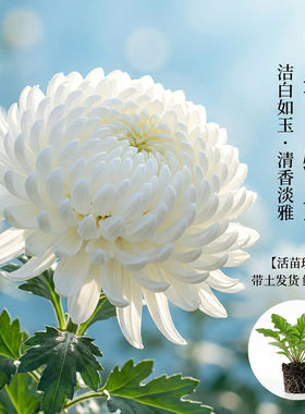国华白牡丹大菊花苗现发四季开