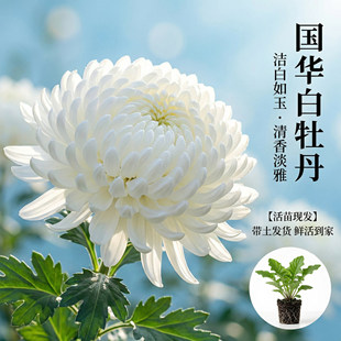 国华白牡丹大菊花苗多年生花卉活苗现发阳台盆栽四季开花