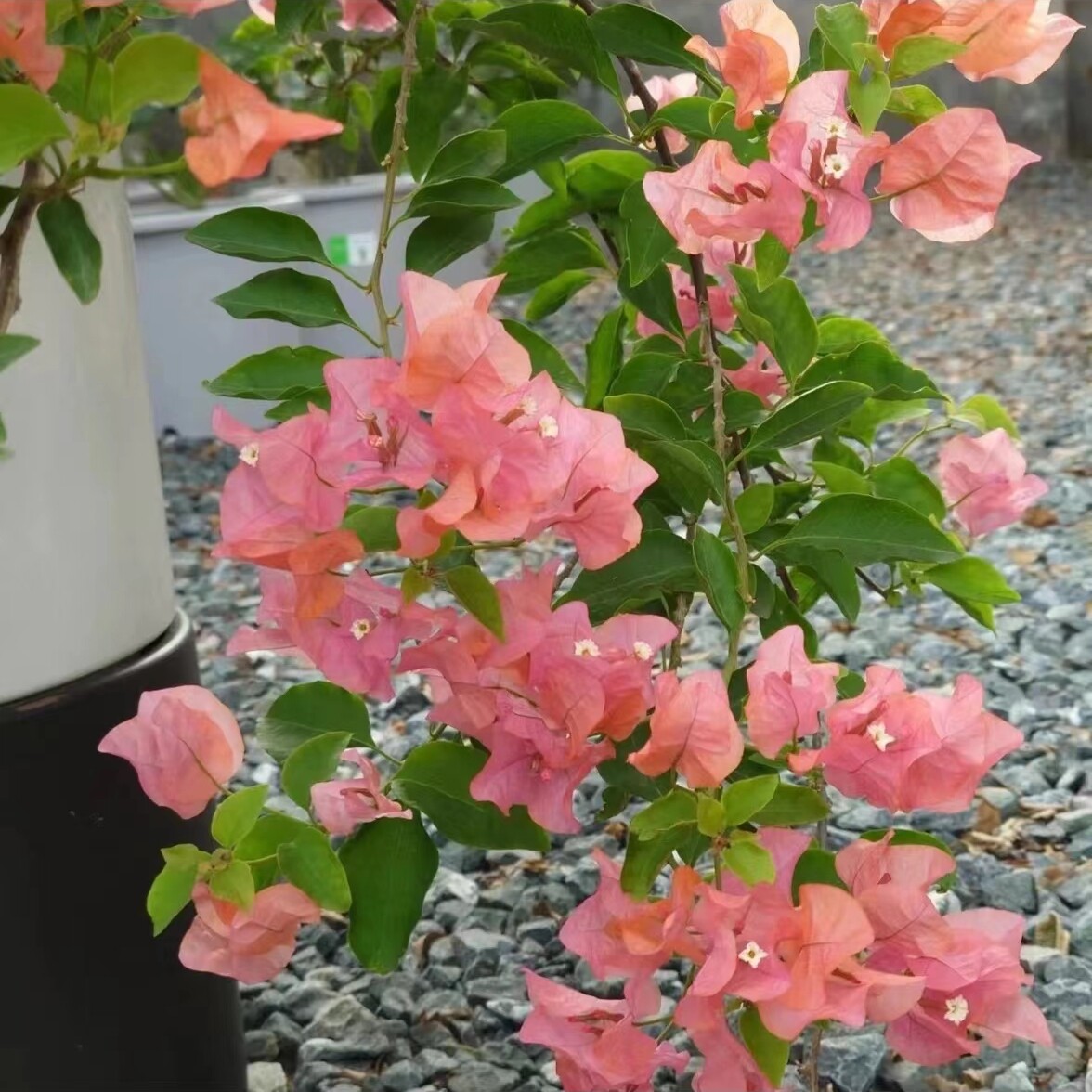 阿奴娜三角梅四季开花重瓣勤花小苗盆栽爬藤绿植庭院阳台图片