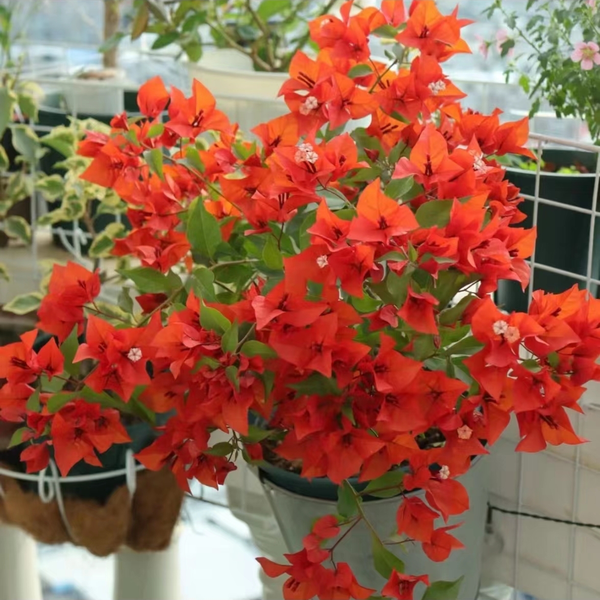 热火桑巴四季开花三角梅重瓣勤花小苗盆栽爬藤绿植庭院阳台