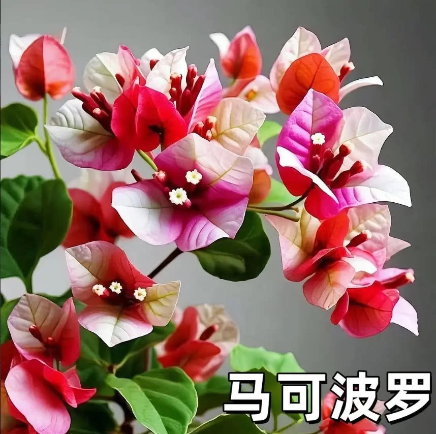 马可波罗三角梅四季开花重瓣勤花小苗盆栽爬藤绿植庭院阳台