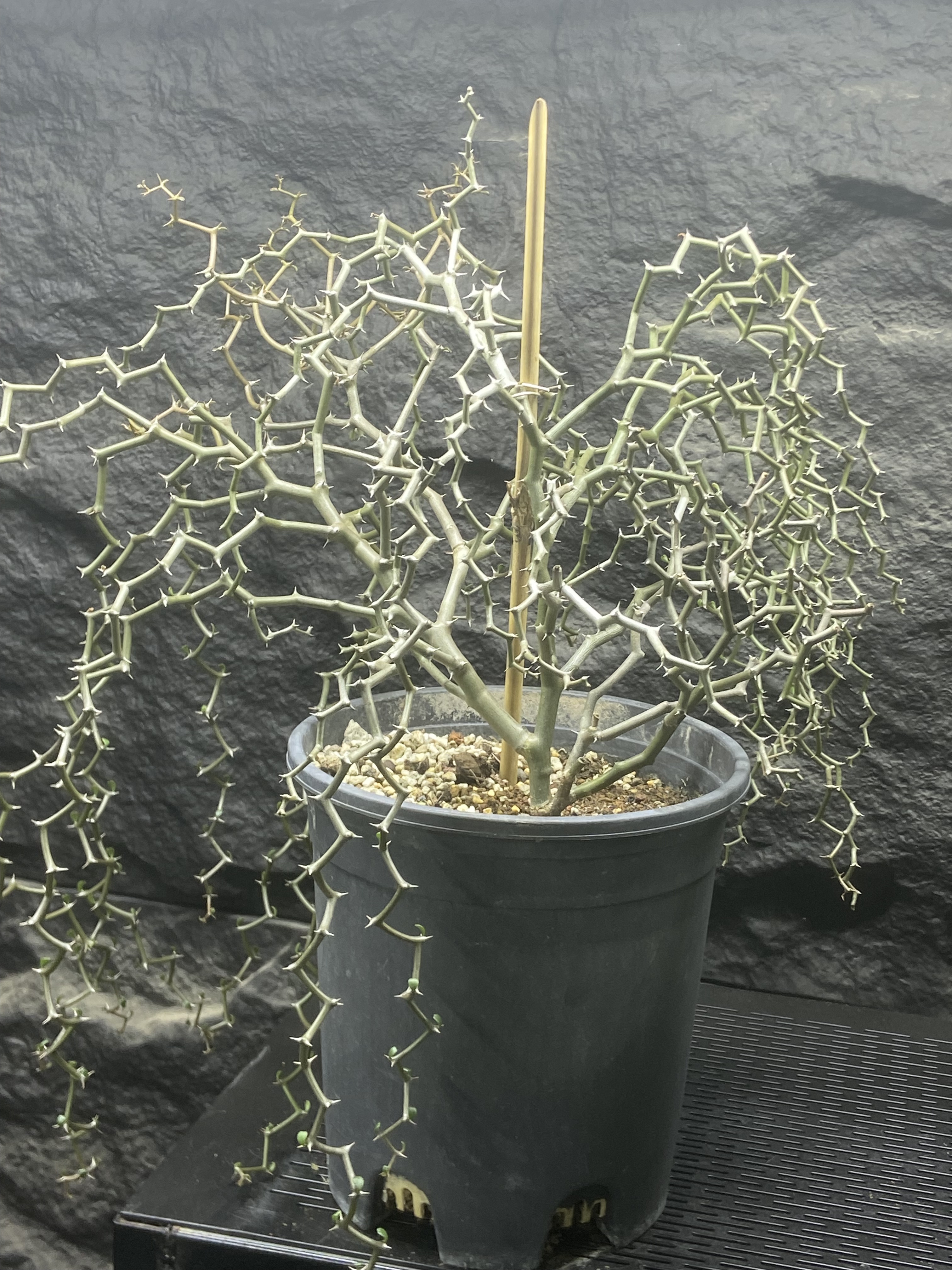 弯曲龙 Decarya madagascariensis 潮流植物 飘逸有个性 心形叶片