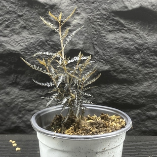 索科特拉乳香 Boswellia socotrana 银叶版 实生 索岛七乳香之一