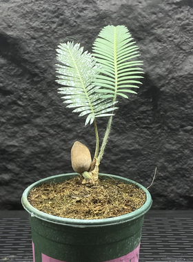 鱼骨双子铁  Dioon edule 实生优选 细长优美 翠绿有型  可可爱爱