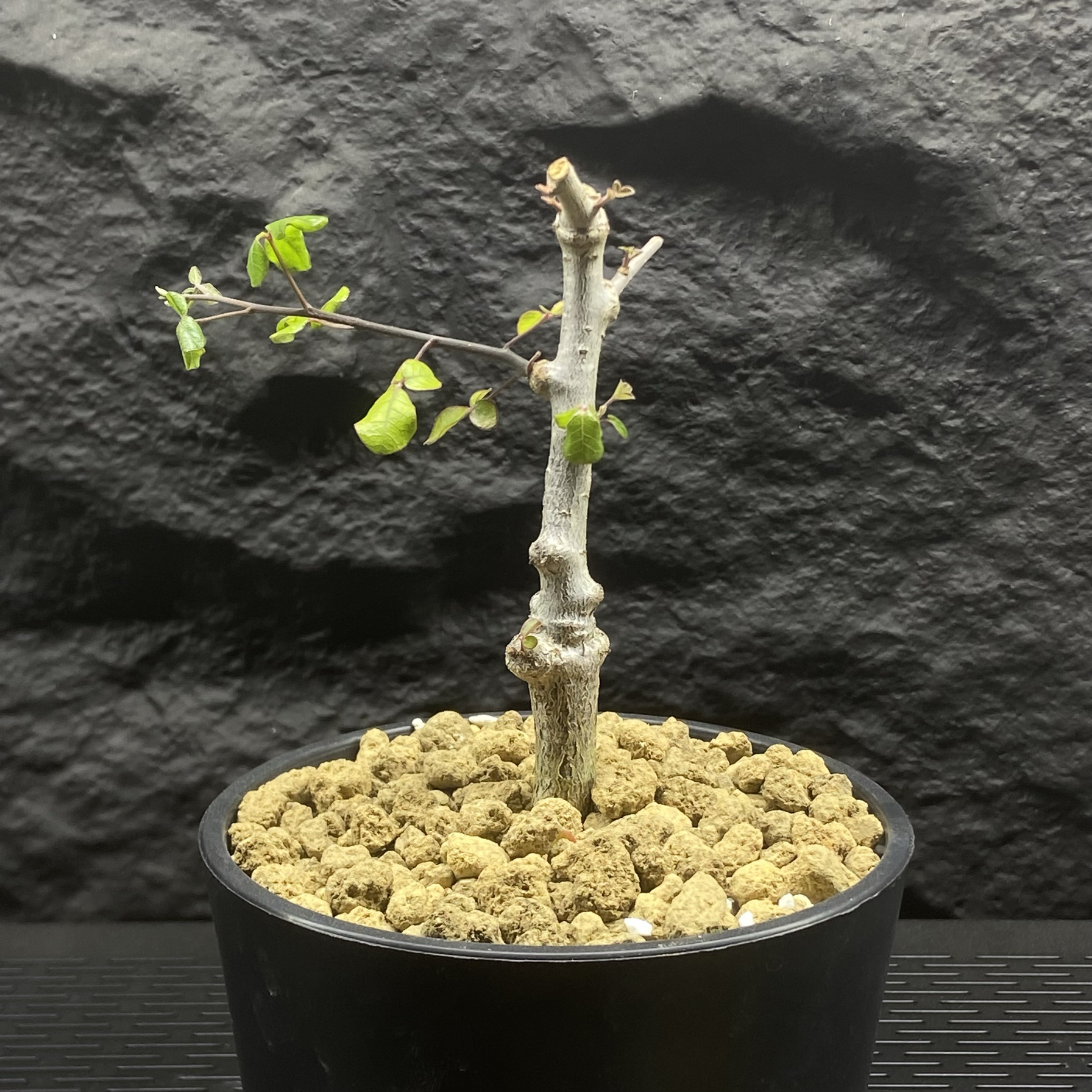 奥比克没药  红白皮橄榄 Commiphora orbicularis 实生苗  奶香味