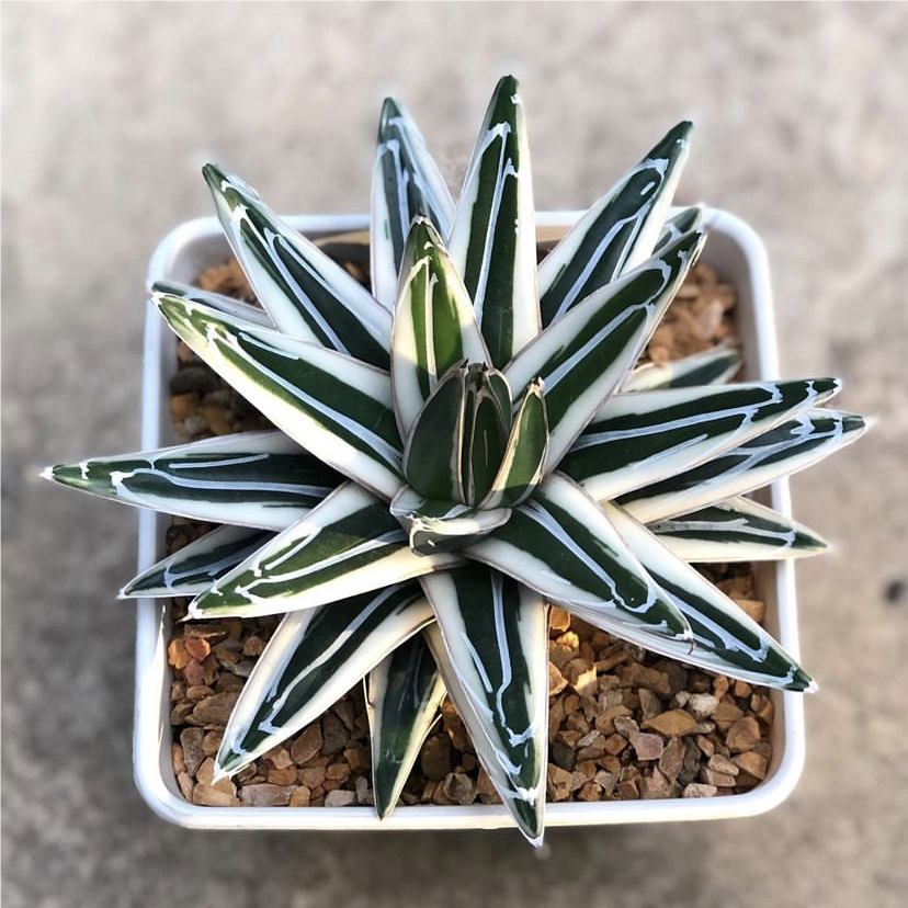 冰山 agave victoriae-reginae  维多利亚女王龙舌兰锦 侧芽 抗寒