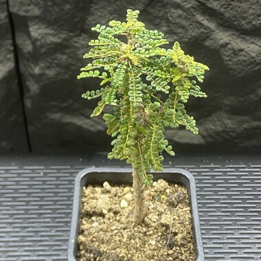 泡泡叶橄榄  Commiphora planifrons 独特叶型 树脂香味好闻 多年