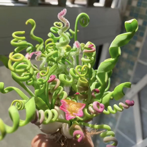 稀有趣味多肉植物弹簧草室内阳台