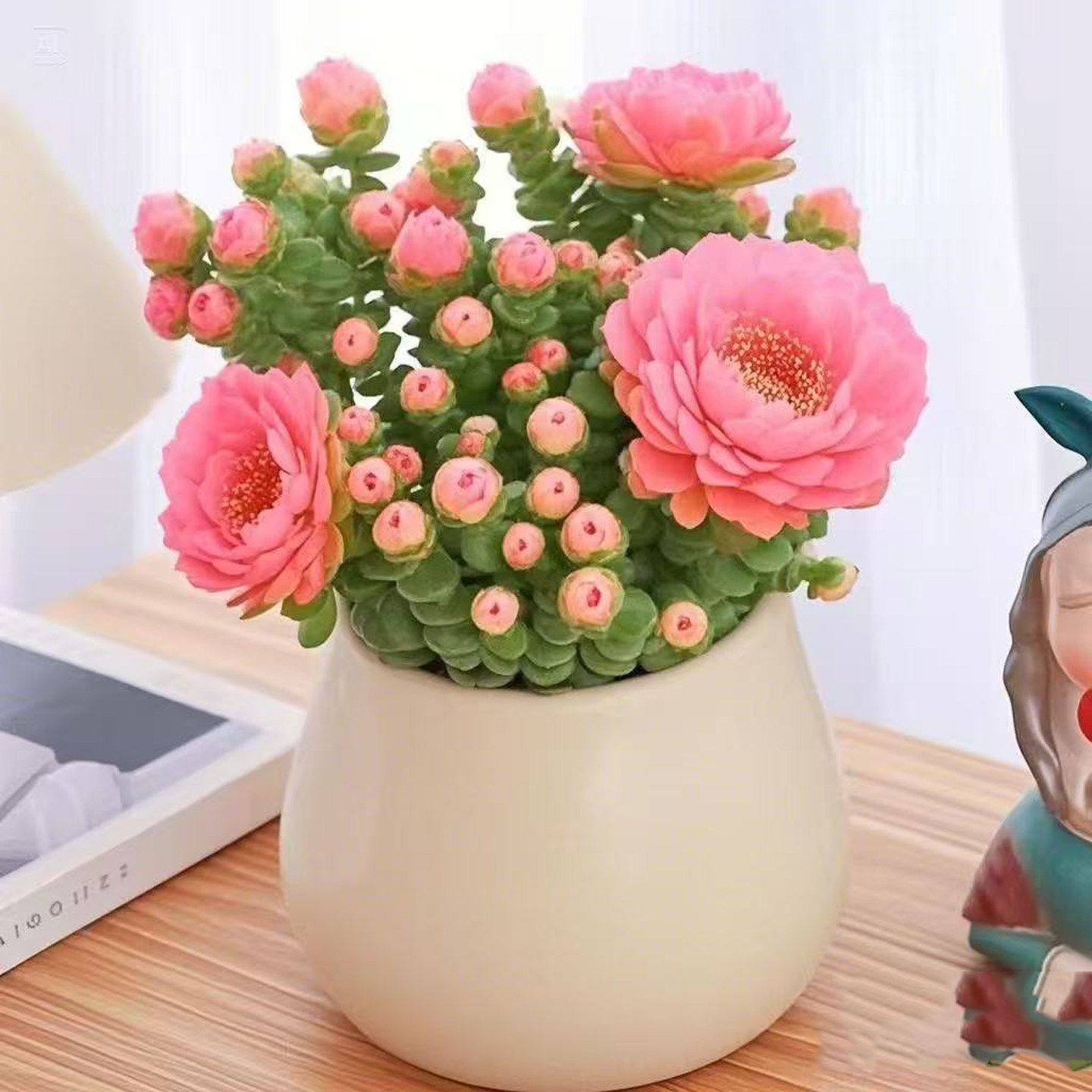 室内多肉植物招财钱串招财多肉植物内阳台防辐射绿植懒人花好养活