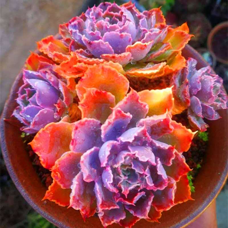 紫色多肉植物【晚霞之舞】超大老桩好养活室内花卉绿植阳台防辐射