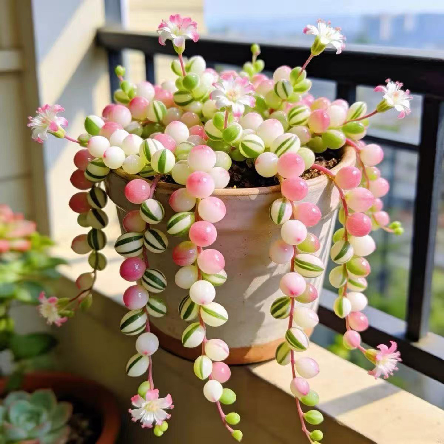 易爆盆彩色珍珠吊兰佛珠锦多肉植物室内观赏花卉绿植盆栽新手好养