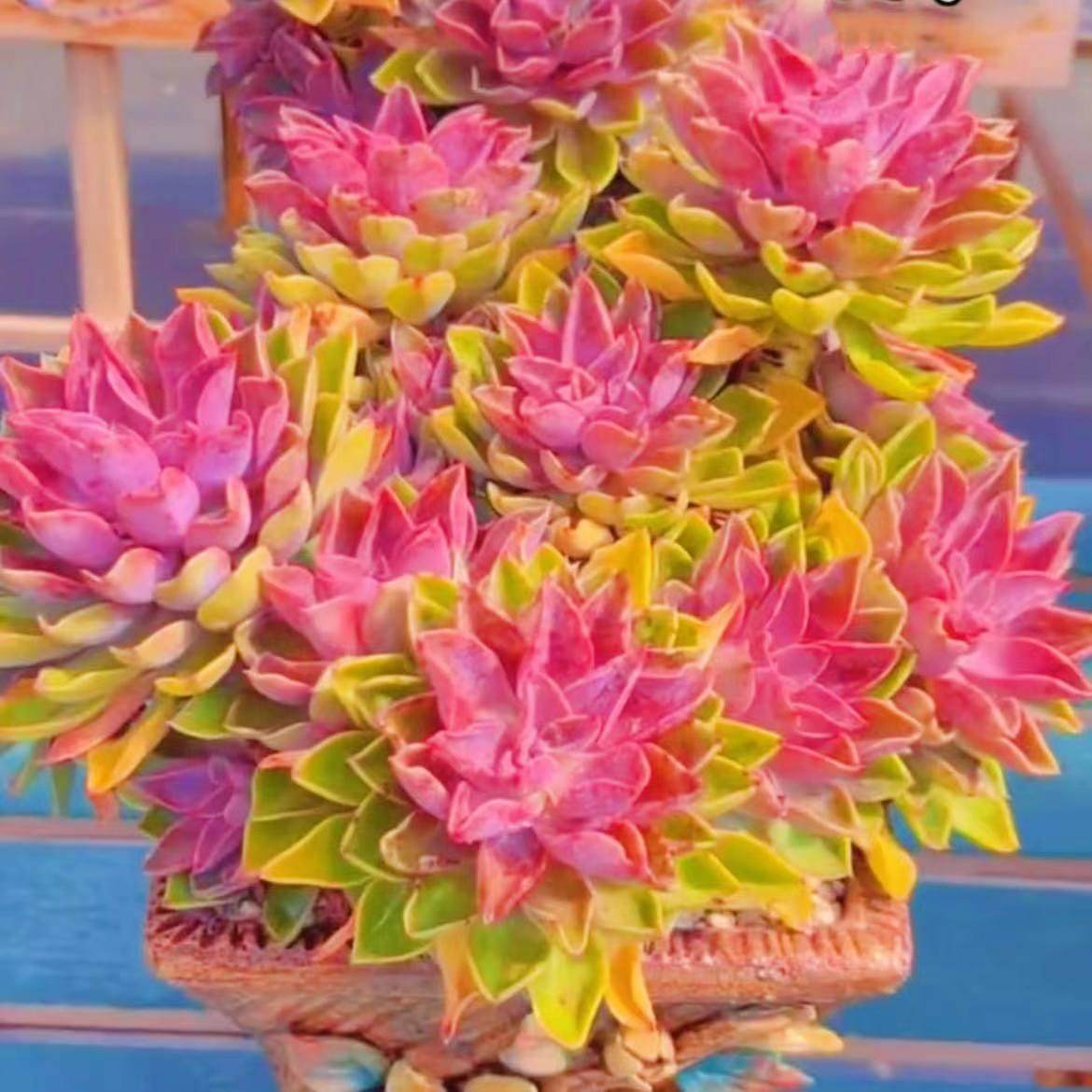 稀有品种超大老庄紫色大盆琼斯多肉植物庭院阳台花卉盆栽净化空气