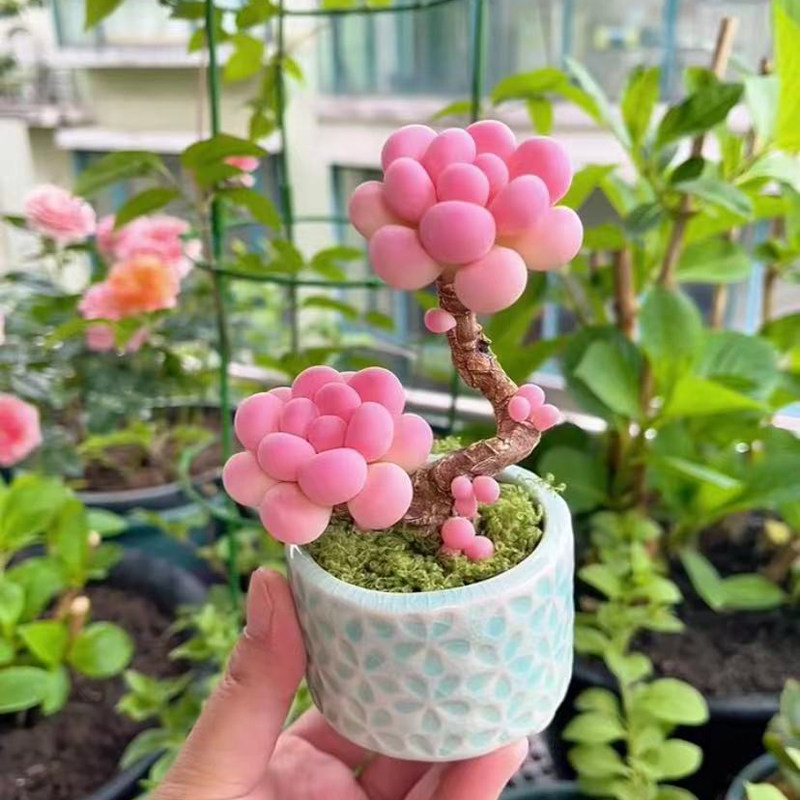 多肉植物群生精品控养肉肉新手易种花卉组合盆栽 圆叶桃蛋小老桩