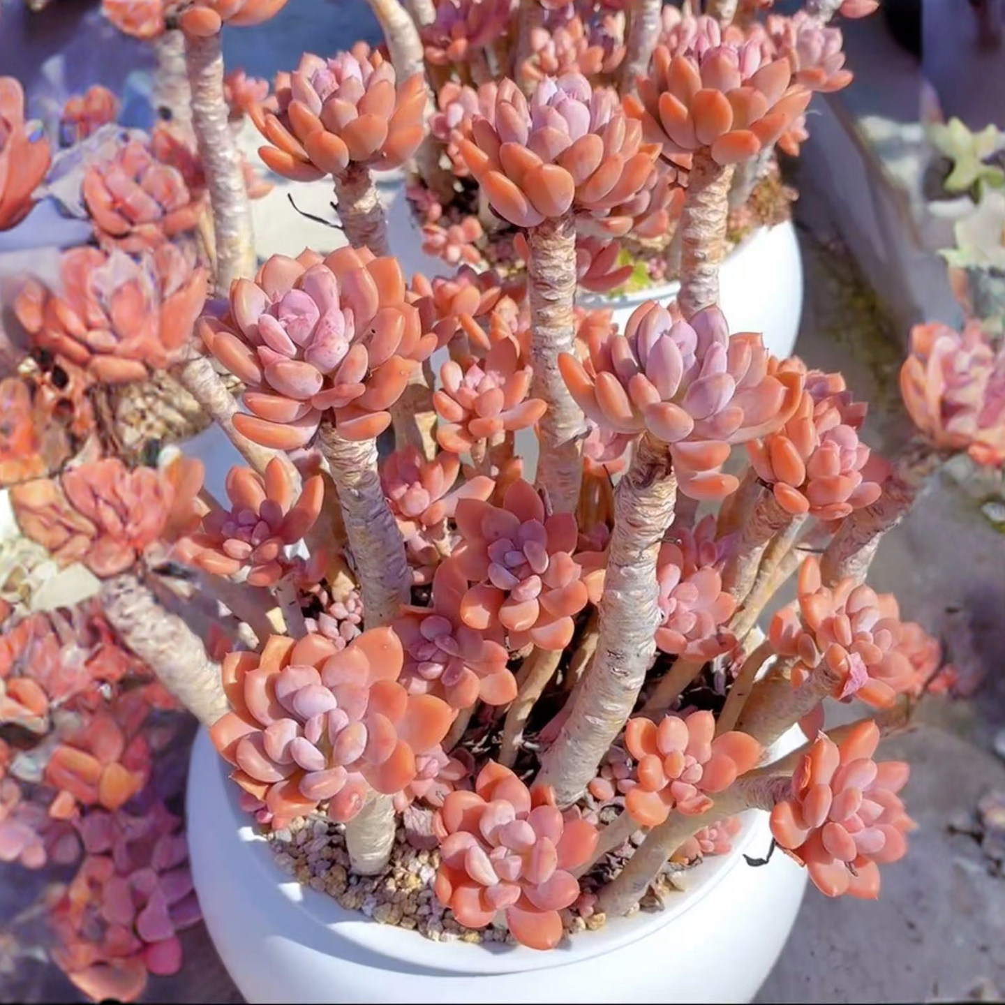 大颗高桩多肉植物粉色灰姑娘老桩群生粉色带盆室内观赏植物盆栽,鲜花速递/花卉仿真/绿植园艺,多肉植物,淘宝优惠券,粉丝福利购,淘宝优惠卷
