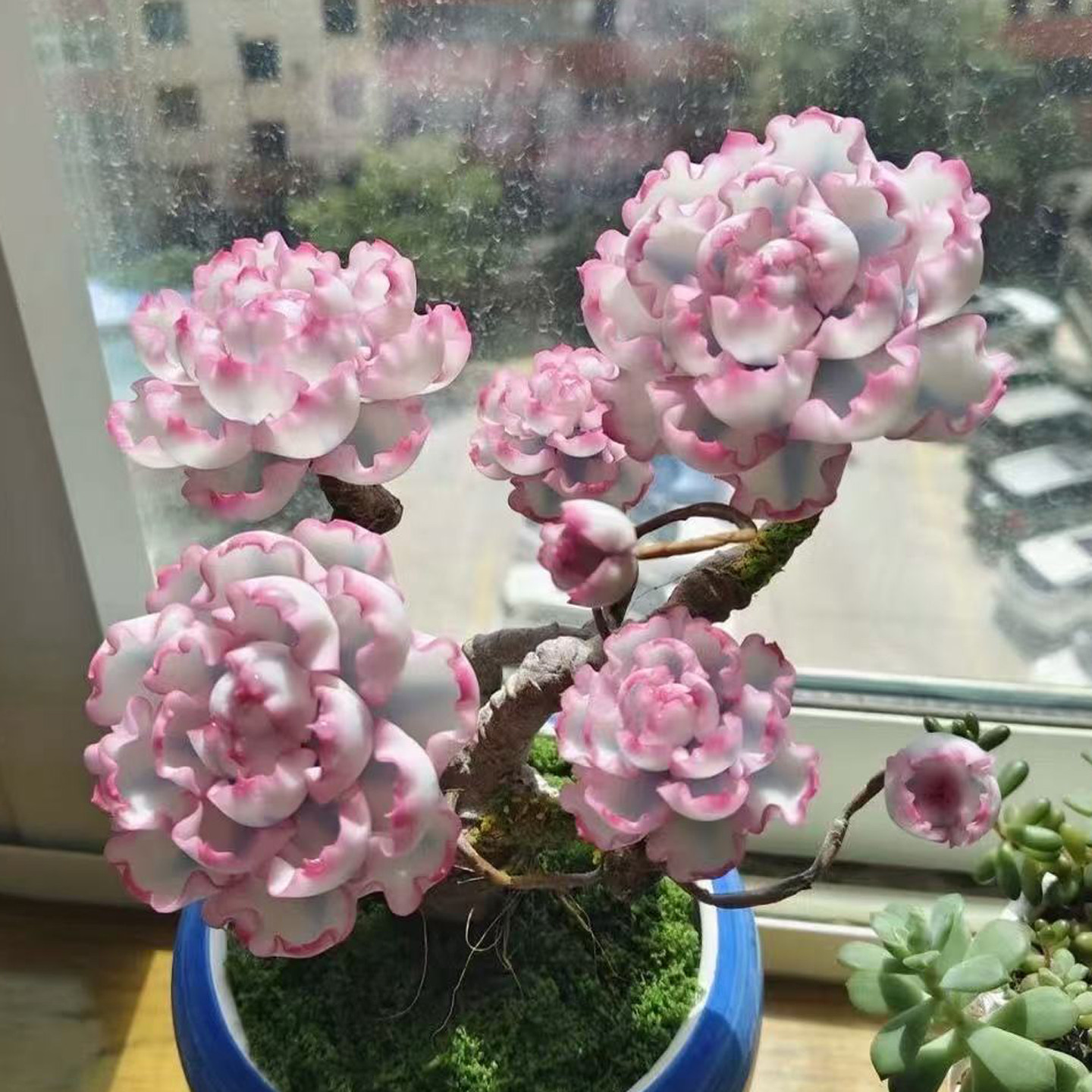 高级精美控养粉色伯克利锦多肉植物盆栽带盆室内观赏花卉绿植新手