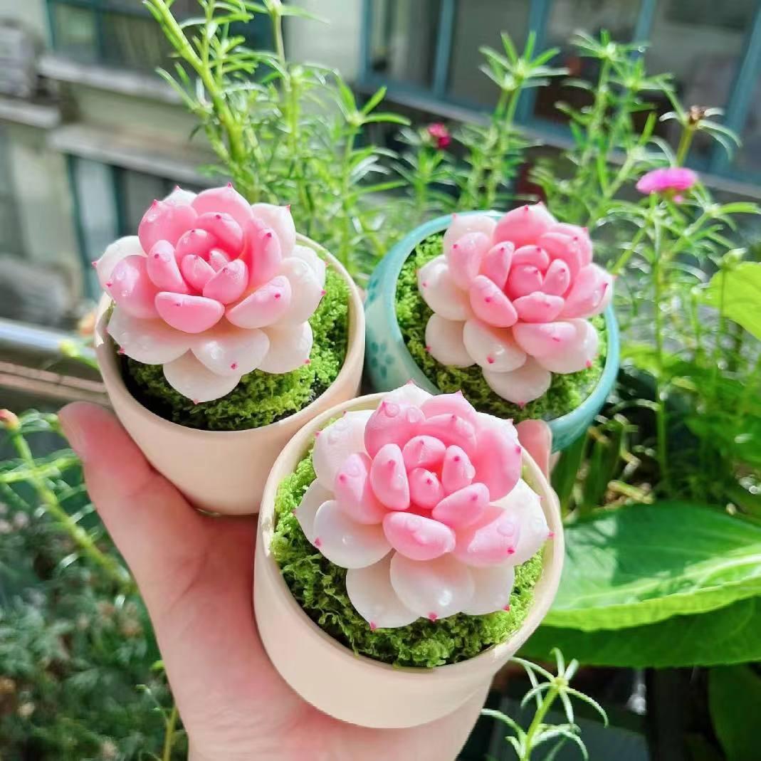 可爱治愈系小奶茶多肉植物盆栽摆件办公室桌面新手好养花卉防辐射