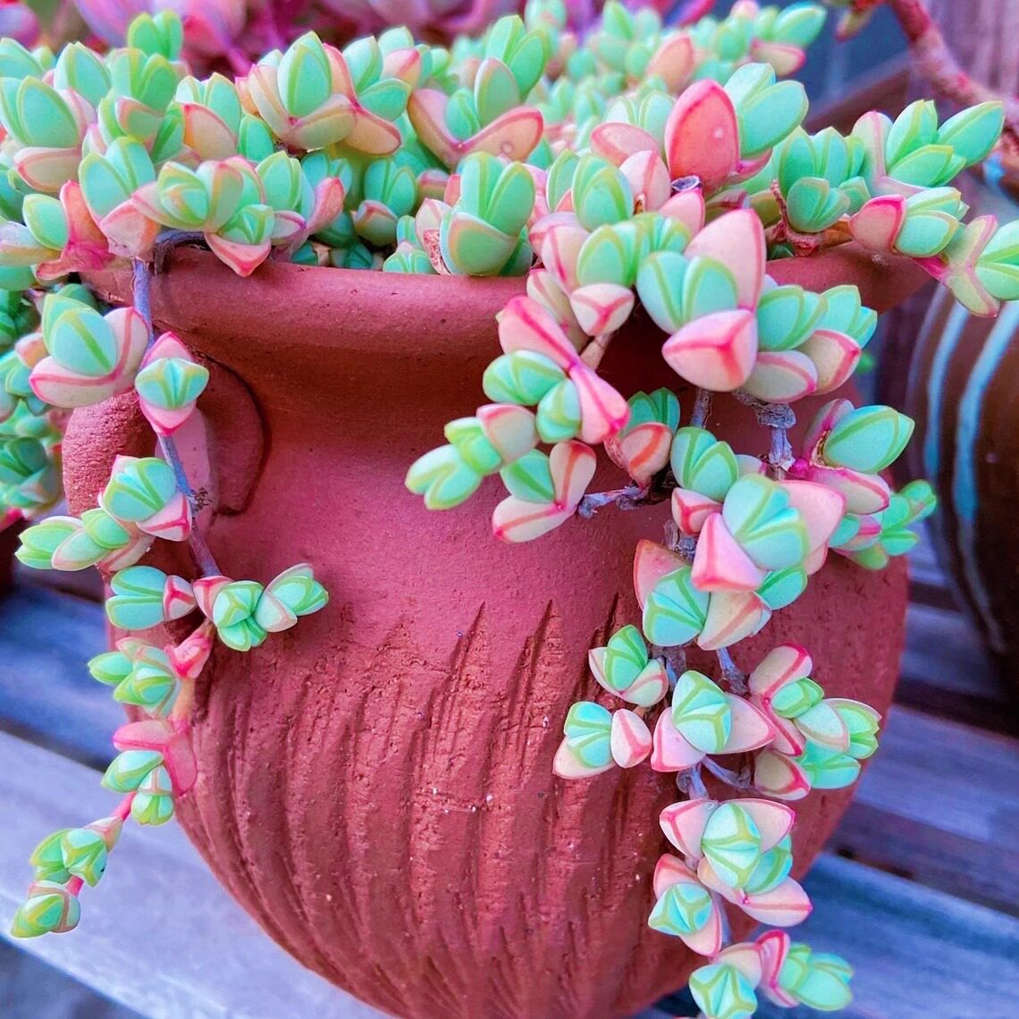 碧玉莲老桩多肉植物稀有品种精品绿植室内阳台防辐射花卉盆栽精品