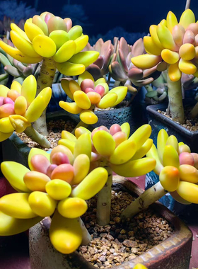 精美罕见芒果美人老桩多肉植物盆栽黄色渐变老桩肉肉带盆窗台绿植