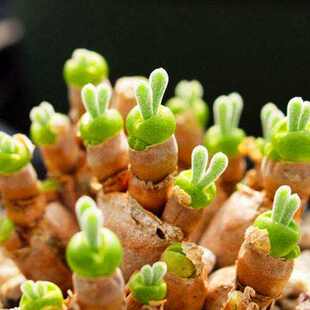 精品多肉植物番杏科【碧光环小兔子】超萌可爱肉肉盆栽室内除甲醛