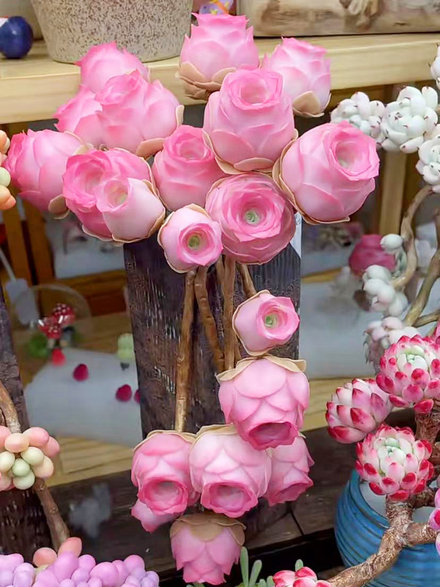 包邮进口山地玫瑰罗拉公主多肉植物室内花卉盆栽阳台防辐越夏越美