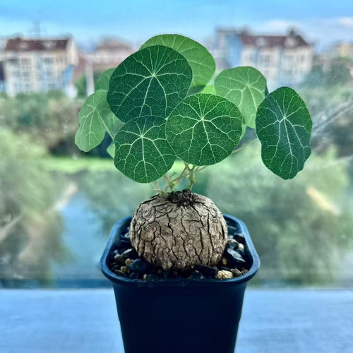 稀有招财山乌龟多肉植物花卉盆栽