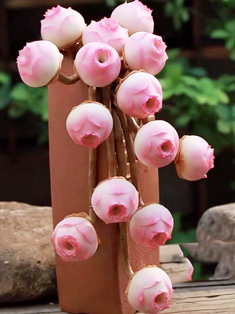 包邮夏季超美丽山地玫瑰小情书老桩多肉植物室内花卉盆栽阳台防辐