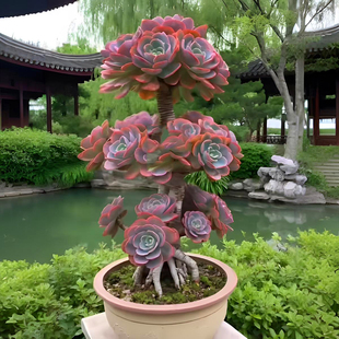 多肉植物稀有红粉台阁老桩花卉盆栽室内阳台防辐射绿植新手好养