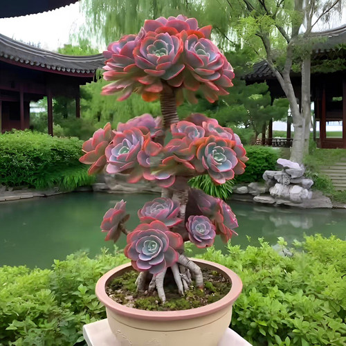 多肉植物稀有红粉台阁老桩花卉盆栽室内阳台防辐射绿植新手好养