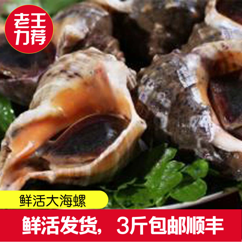 青岛硬派老王野生鲜活大海螺500g4-5个新鲜水产海鲜满3斤包邮顺丰|ruв категории водной мясо/свежие фрукты и овощи/еда, морепродукты/водные продукты/изделия, моллюски, моллюсков изделия - от Buy2taobao.com для оказания профессиональной услуги покупки агента Taobao