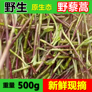 正宗野生藜蒿当季 芦蒿新鲜黎蒿现摘蔬菜野菜藜蒿鲜嫩泥蒿蓠蒿时令