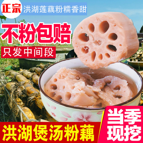 【顺丰快递】正宗湖北特产洪湖粉藕新鲜现挖糯米藕煲汤带泥九孔藕