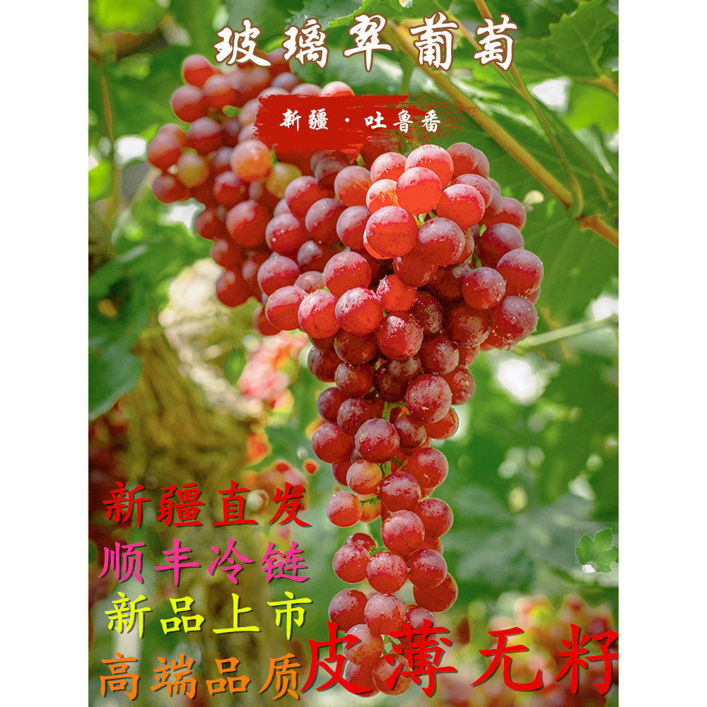 新疆特产吐鲁番玻璃脆葡萄新鲜当季水果顺丰冷链发货脆甜无核红提