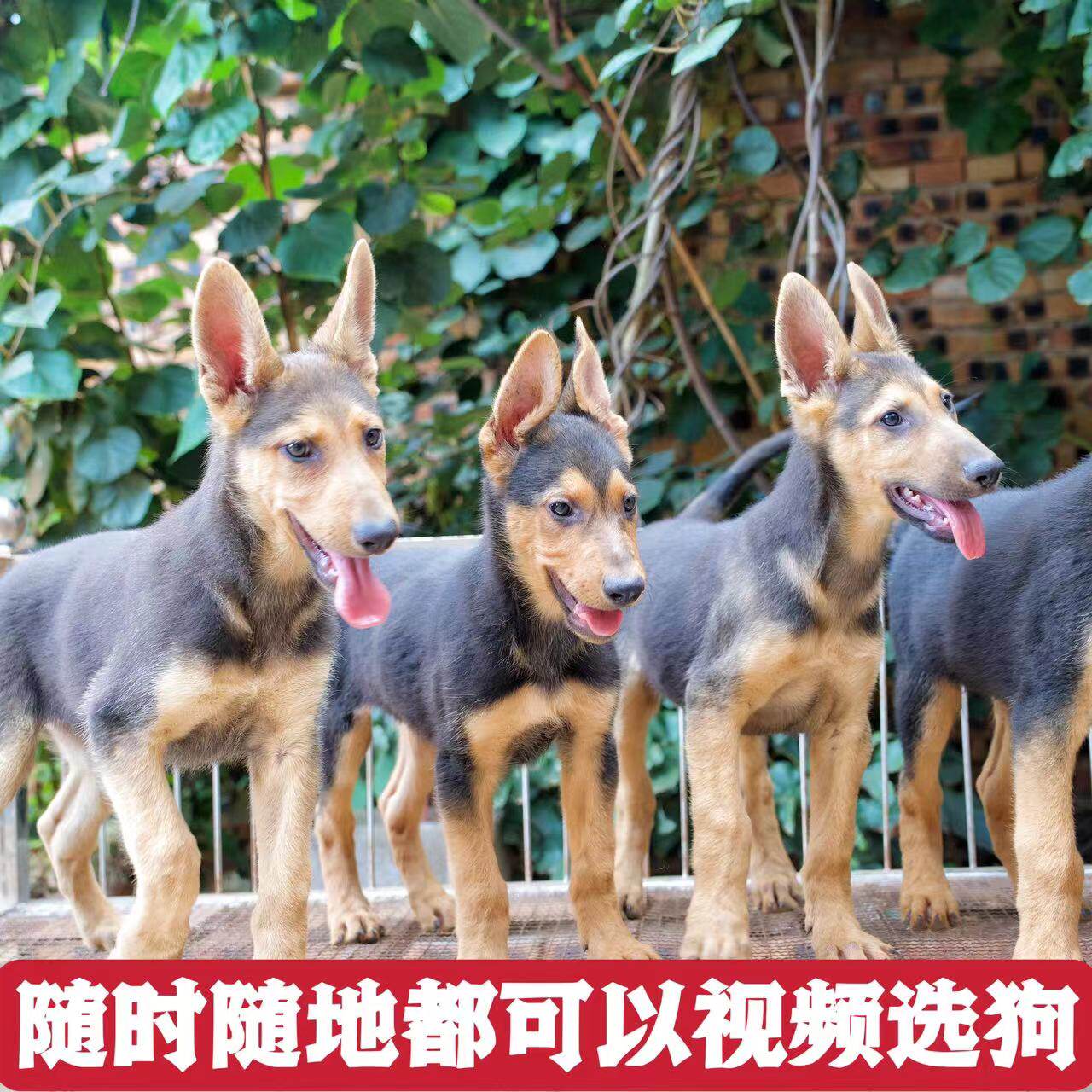 昆明犬黑背 幼犬 活体大型犬 看家护院 狼狗幼崽 昆明狼犬 护卫犬