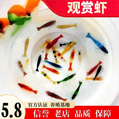 七彩观赏虾淡水冷水极火虾蓝宝石