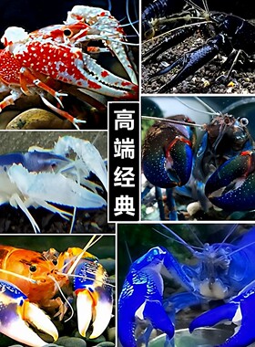 观赏龙虾淡水鳌虾天空火山青花瓷