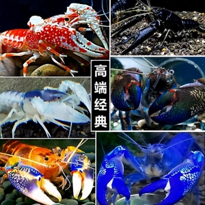 观赏龙虾淡水鳌虾天空火山青花瓷