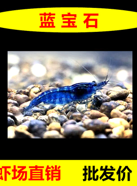 蓝宝石虾观赏虾淡水族宠物虾除藻虾蓝丝绒虾蓝色虾黑壳米虾小河虾