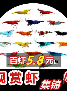 七彩观赏虾淡水晶虾樱花极火蓝宝石黑壳虾除藻工具黄金米虾宠物虾