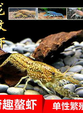 龙纹鳌虾观赏虾淡水小龙虾单性繁殖冷水族宠物虾变色螯虾雌雄同体