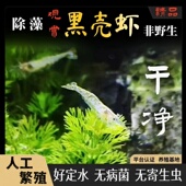 黑壳虾除藻虾工具虾花腰虾中华小长臂虾观赏虾淡水河虾宠物虾冷水