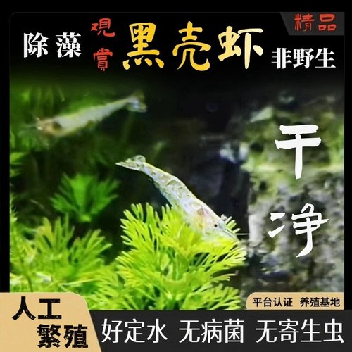 黑壳虾观赏除藻淡水人工繁殖无菌