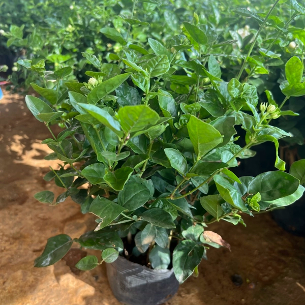 【1盆 带花苞】横县重瓣香水茉莉盆栽 当年开花