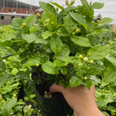 【1盆 带花苞】横县重瓣香水茉莉盆栽 当年开花