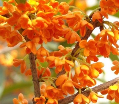 桂花精油1毫升单方萃取