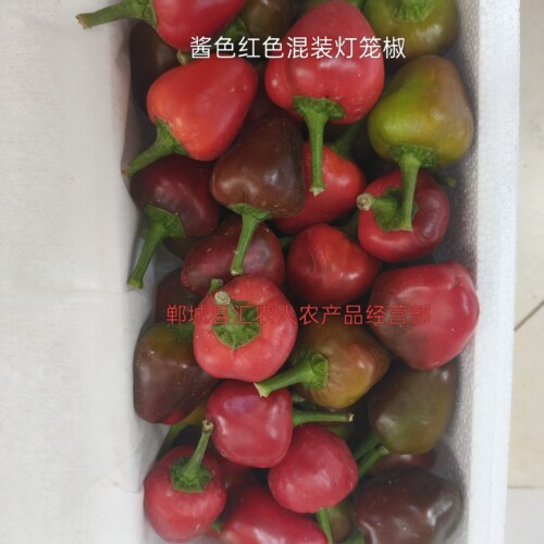 酱色红色混装现摘新灯笼椒子弹头辣椒泡椒剁椒专用不新鲜包退